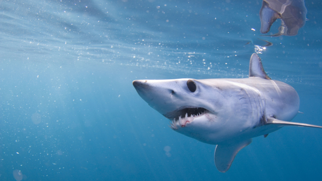 A juvenile shortfin mako shark swimming in the waters off California.