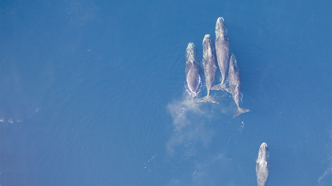 Bowhead whales.