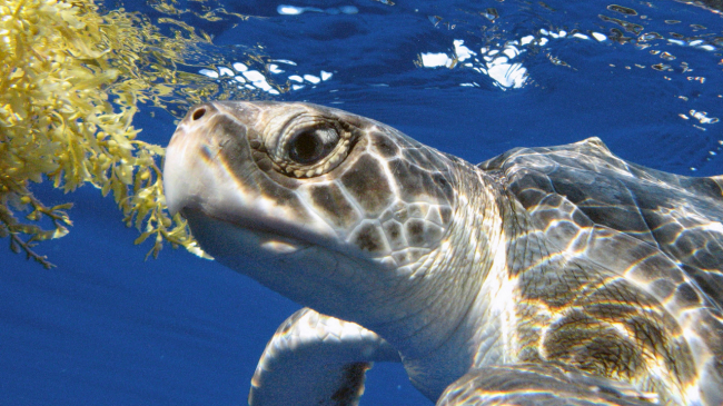 A young Kemp's ridley sea turtle examines a piece of sargassum, a type of brown seaweed that floats on the sea surface in large clumps.