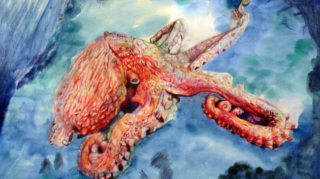 “Atlantic Octopus” by Alicia Z., Grade 7, is a winner of the Marine Art Contest 2019. Winning art is posted on the Stellwagen Bank National Marine Sanctuary website.