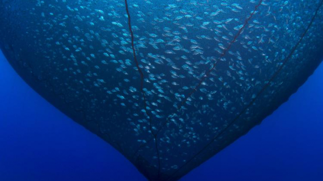 An underwater view of a common net pen used for open-water fish farming known as aquaculture.