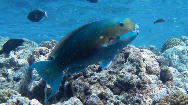 A large steephead parrotfish or laggua near Tumon Bay, Guam. 
