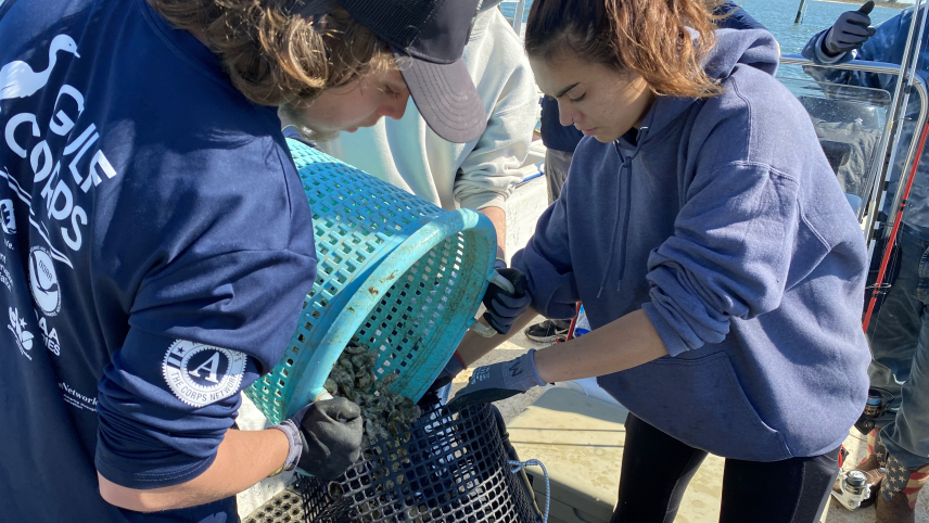 Two students hold a bucket and dump its contents into an oyster cage.
