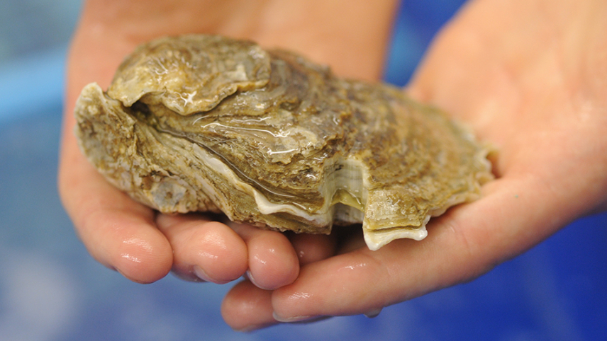 Lady's Island Oysters provides seed to local oyster growers. The final products are large, single oysters, which don't compete with the wild harvested cluster oysters in the area.