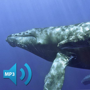 AUDIO: The hydrophone picks up distant sound from a baleen whale that may be a Bryde's whale.