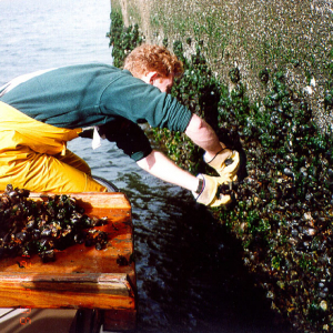 Mussels and oysters for the program are collected in a variety of ways including dredges and snorkeling. Here a man is collecting blue mussels in the easiest way possible, by prying them from an exposed sea wall at low tide.