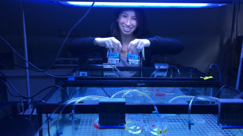 Andrea working on coral experiment in the lab at NOAA CREST.