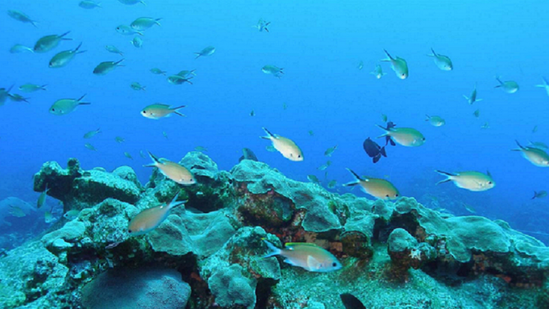 Schooling fish above a coral cap