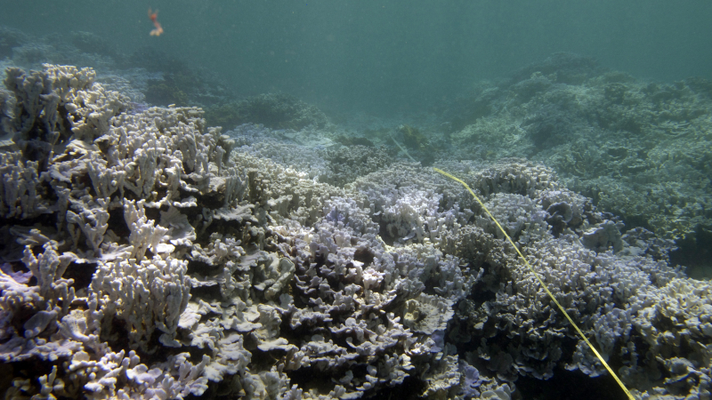 Bleached corals on a reef at Lisianski Atoll in Papahanaumokuakea Marine National Monument. 