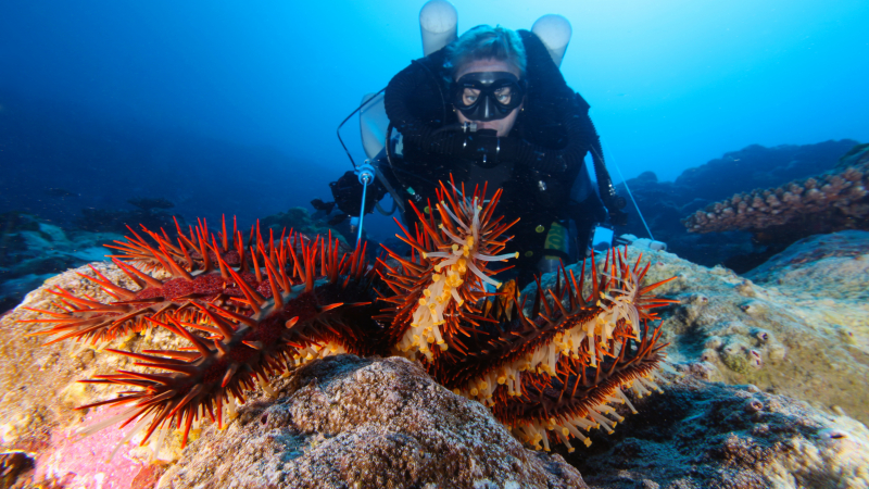 NOAA diver Kelly Gleason injects a crown-of-thorns starfish. Divers inject the central disk near an arm of each starfish with ox bile, a natural substance that kills the creature but does no harm to the reef.