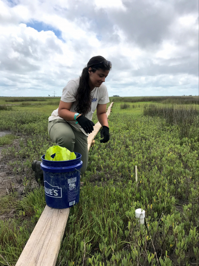 Nadya kneels on a narrow wooden sampling path that runs through the marsh and leans forward as if to retrieve something. She is wearing gloves and has a 5-gallon bucket on next to her that looks like it holds equipment. 