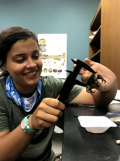 Nadya holds a crab in one hand and uses calipers in the other to measure the width of the body. She is sitting at a lab bench with other measurement tools, including forceps and a plastic weighing boat.