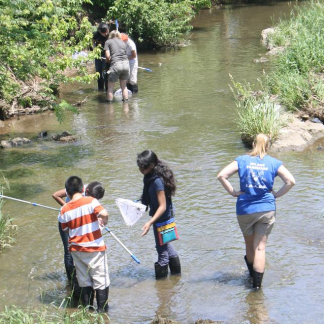 Students investigate the content of nets while standing in a shallow stream. 