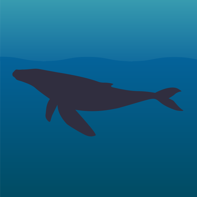 A humpback swims through the ocean. 