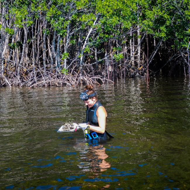 Haley Capone, class of 2018 NOAA Hollings scholar, out on a fieldwork day during summer 2019 with the Southeastern Fisheries Science Center Team. She is at a sampling site along the Miami Biscayne Bay shoreline recording relic oyster species shell counts within a deployed quadrat near a historic creek mouth.