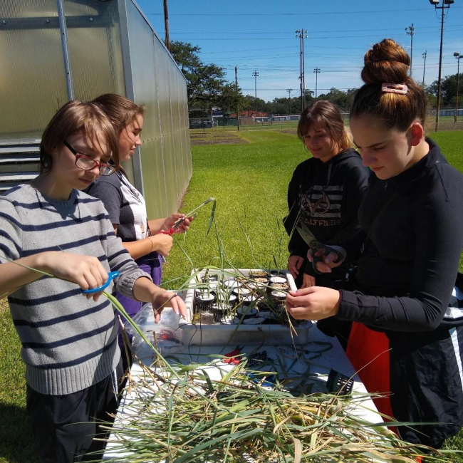 Students from Westlake High School start bitter panicum sprouts at Aquaponics Lab. Full grown plants will be used in the planned spring planting.