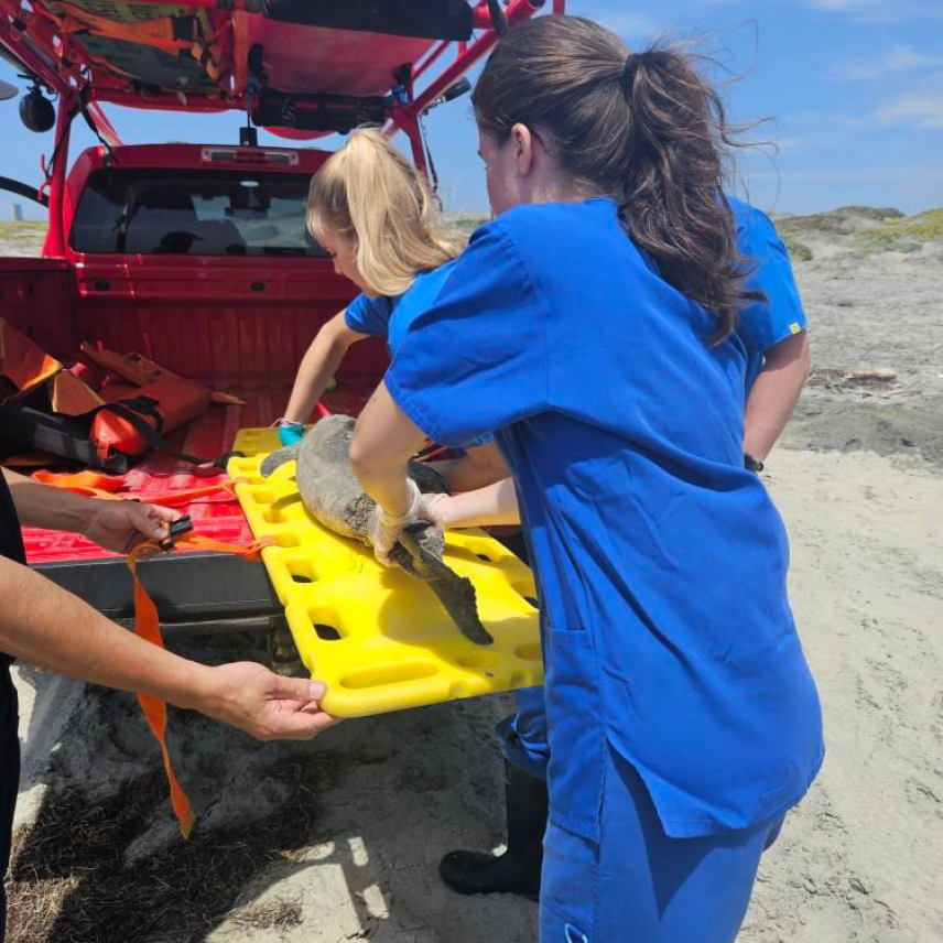 Two women load a small dolphin on a simple plastic medical stretcher into the bed of a lifeguard truck.