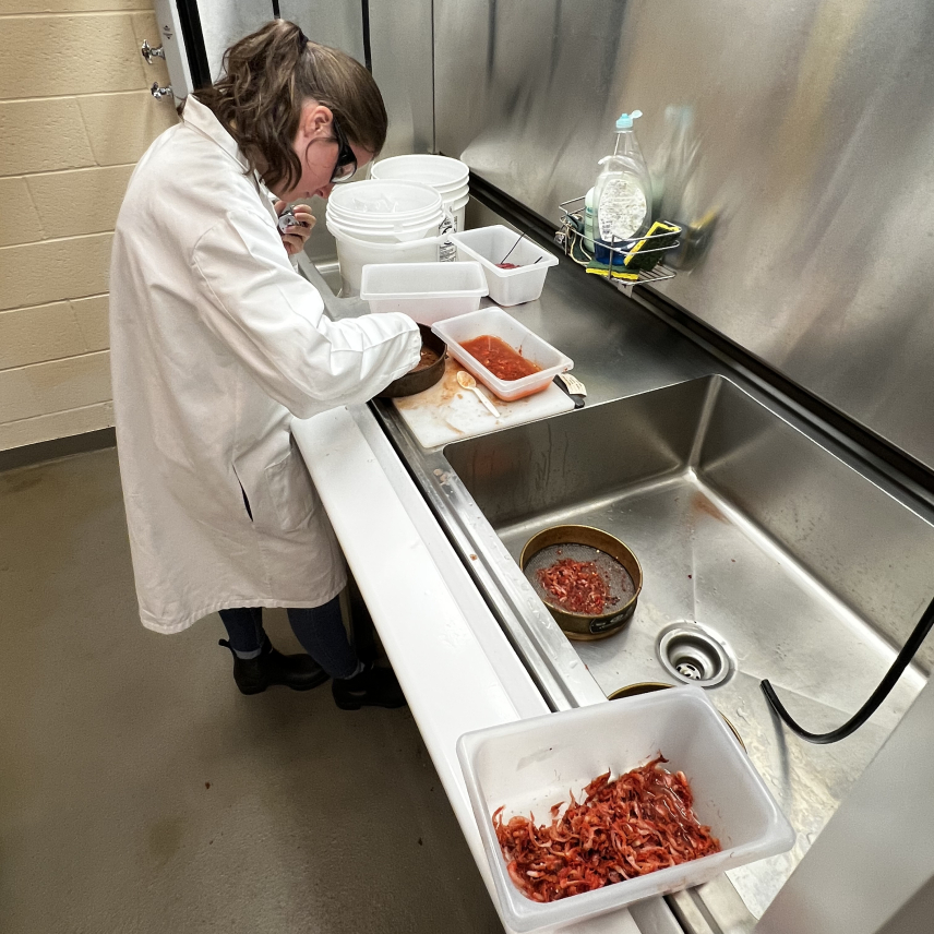 Sarah wears a lab coat and lab goggles, standing at a large lab hood. She is looking through a sample in a metal sieve. The sample she sorts is a red liquid with remnants of digested food parts. Another tray nearby contains pieces of digested food sorted out of the liquid.