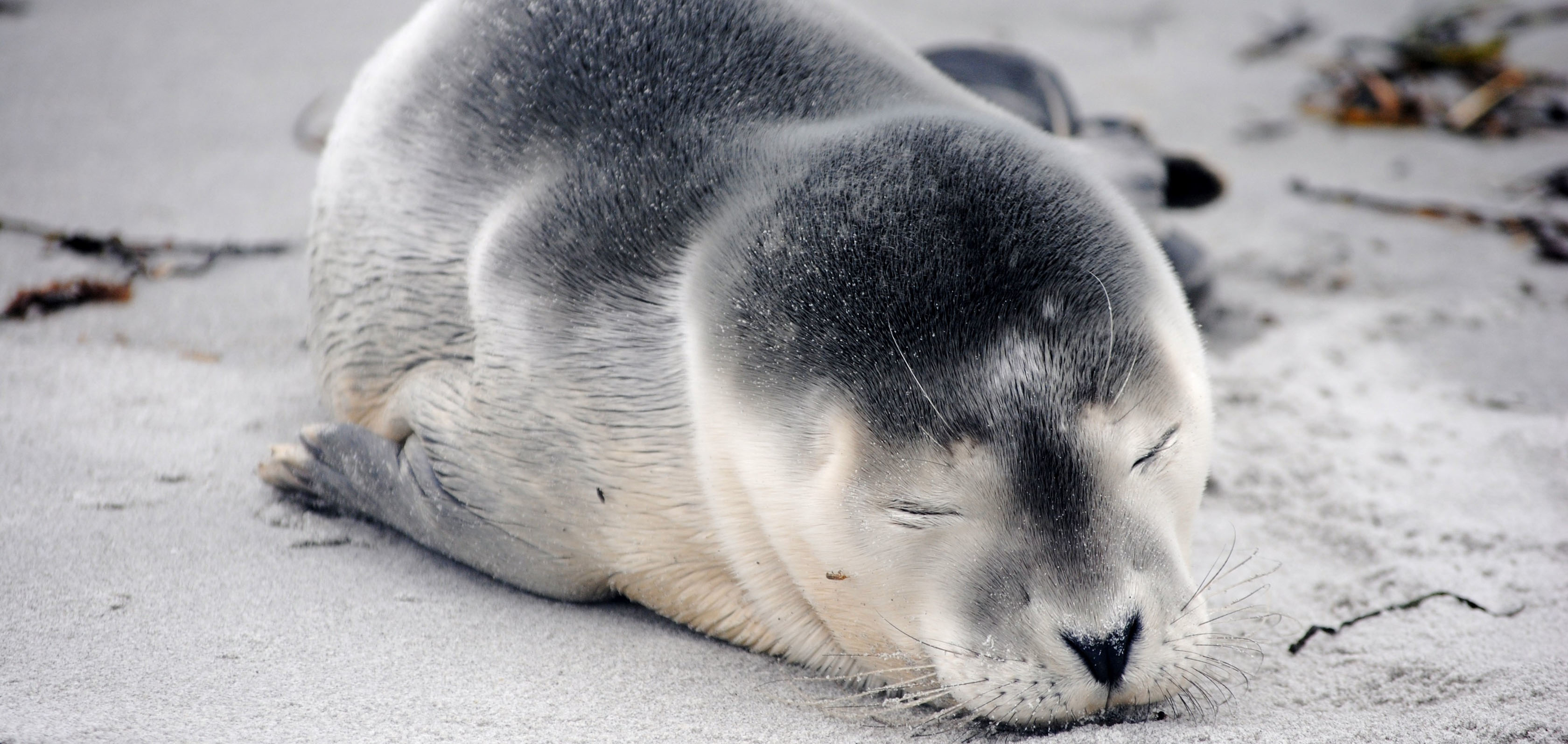 Marine mammals | National Oceanic and Atmospheric Administration