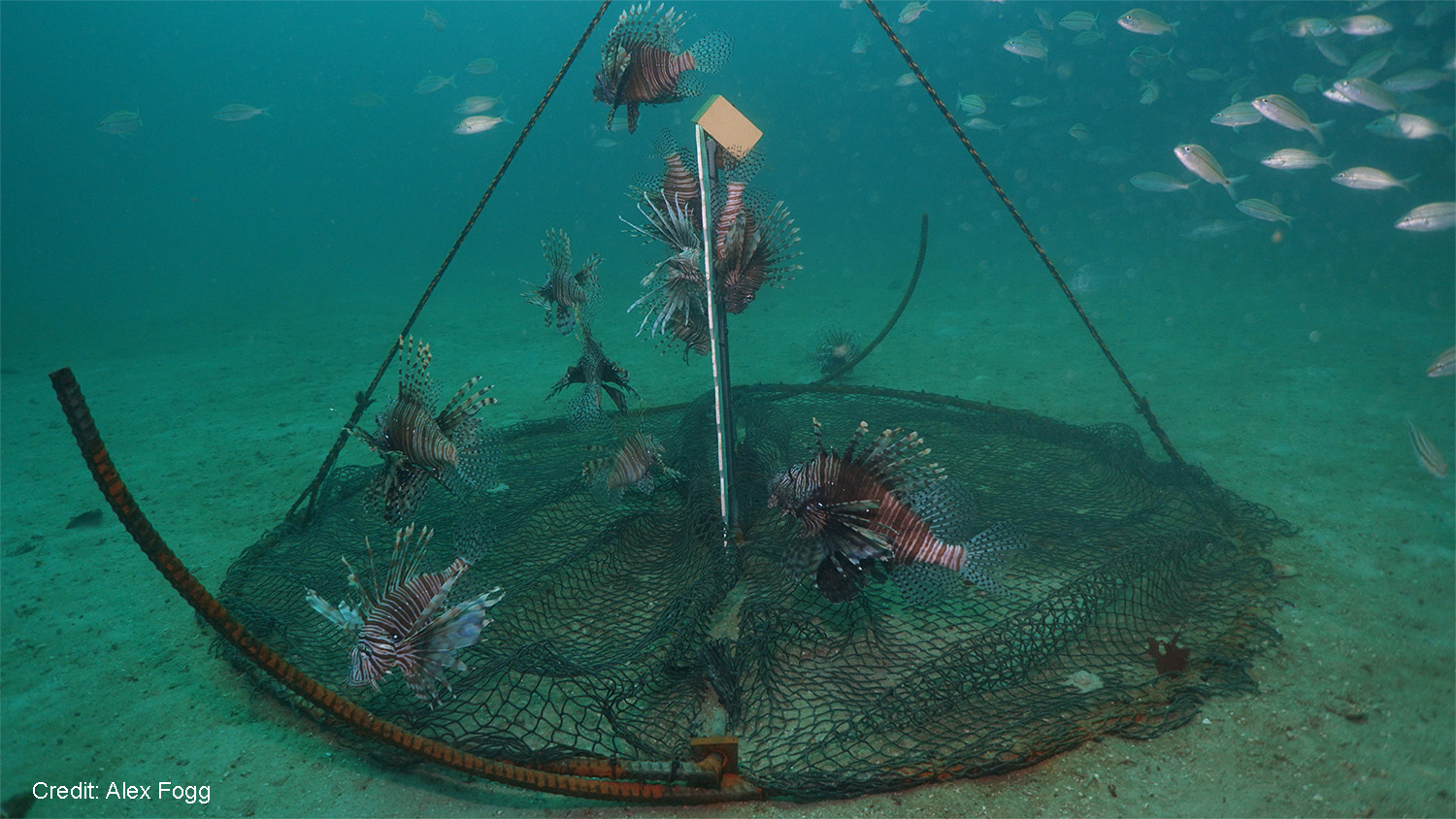 A lionfish lionfish purse trap sits on the ocean floor until it is retrieved by fishers