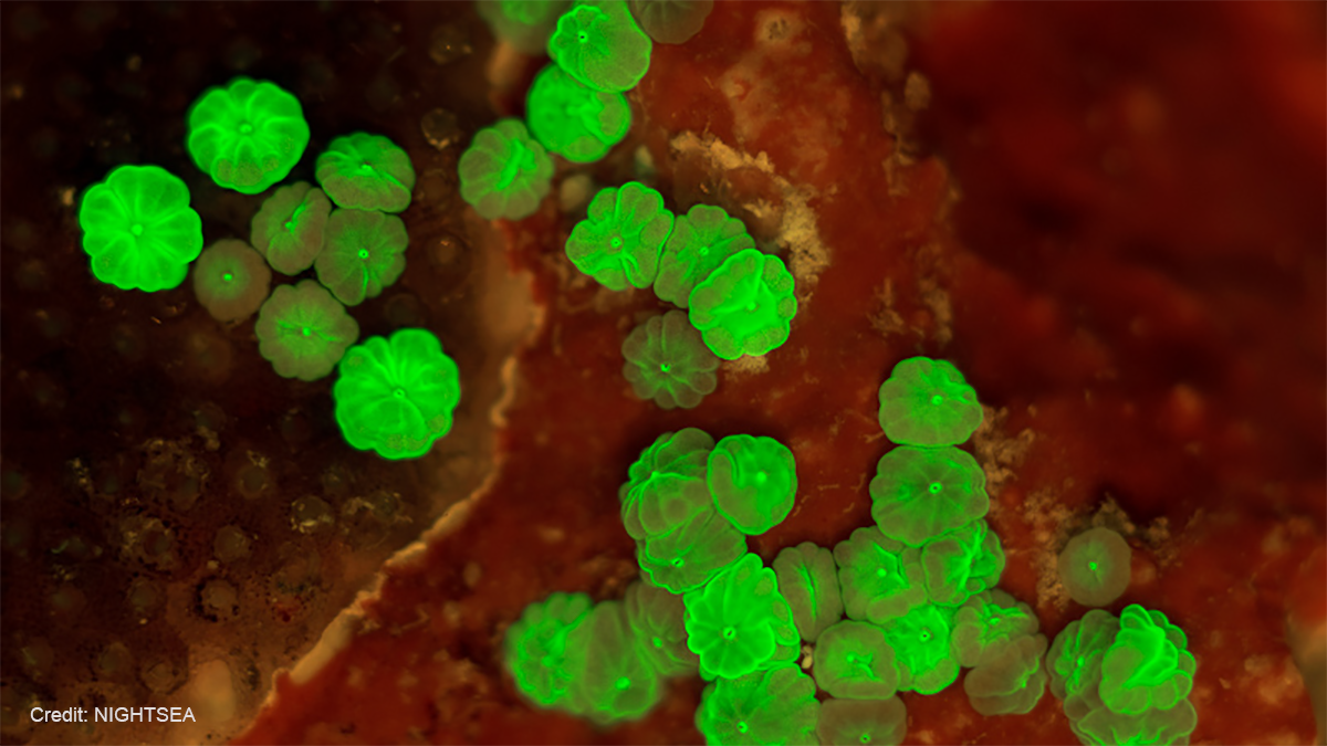 The NIGHTSEA fluorescence-based technology increases the visibility of these tiny coral polyps. 