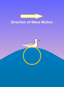 Animation of circular motion of seagull wave passes underneath.