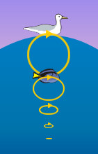 A seagull in the surface of the water bobs in a circular motion. The circles are more and more flattened horizontally as they move down into the water.