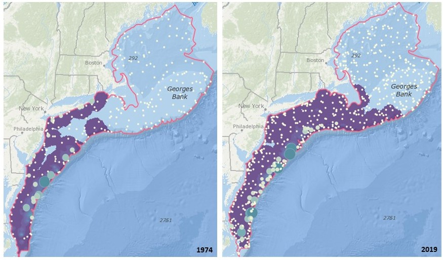 These maps from the Distribution Mapping and Analysis Portal show changes in black sea bass distribution from 1974 to 2019. Black sea bass expanded approximately 140 miles north over this period of time.