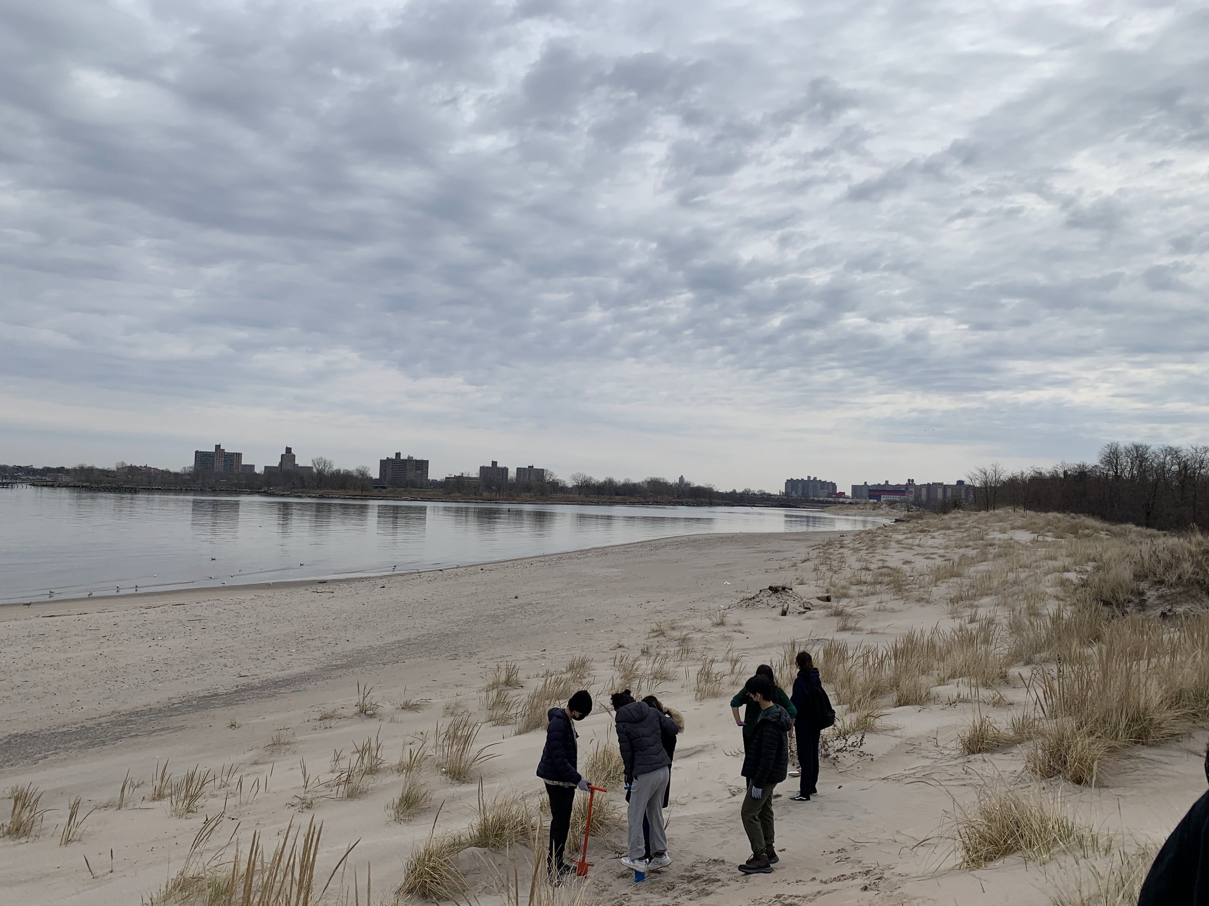 People stand on a sandy beach looking down at American beachgrass planting, with some buildings in the distance. 