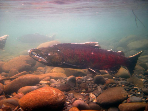Chinook salmon underwater.