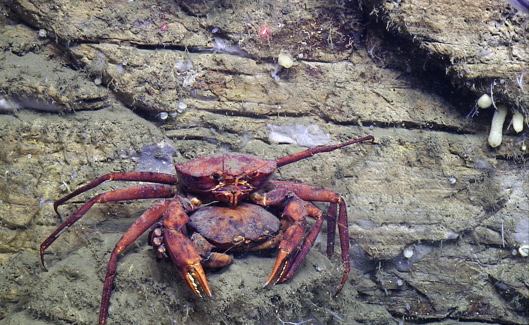A pair of mating deep-sea red crabs rests on a ledge of a canyon wall in an area near Hudson Canyon off the coast of New York and New Jersey.