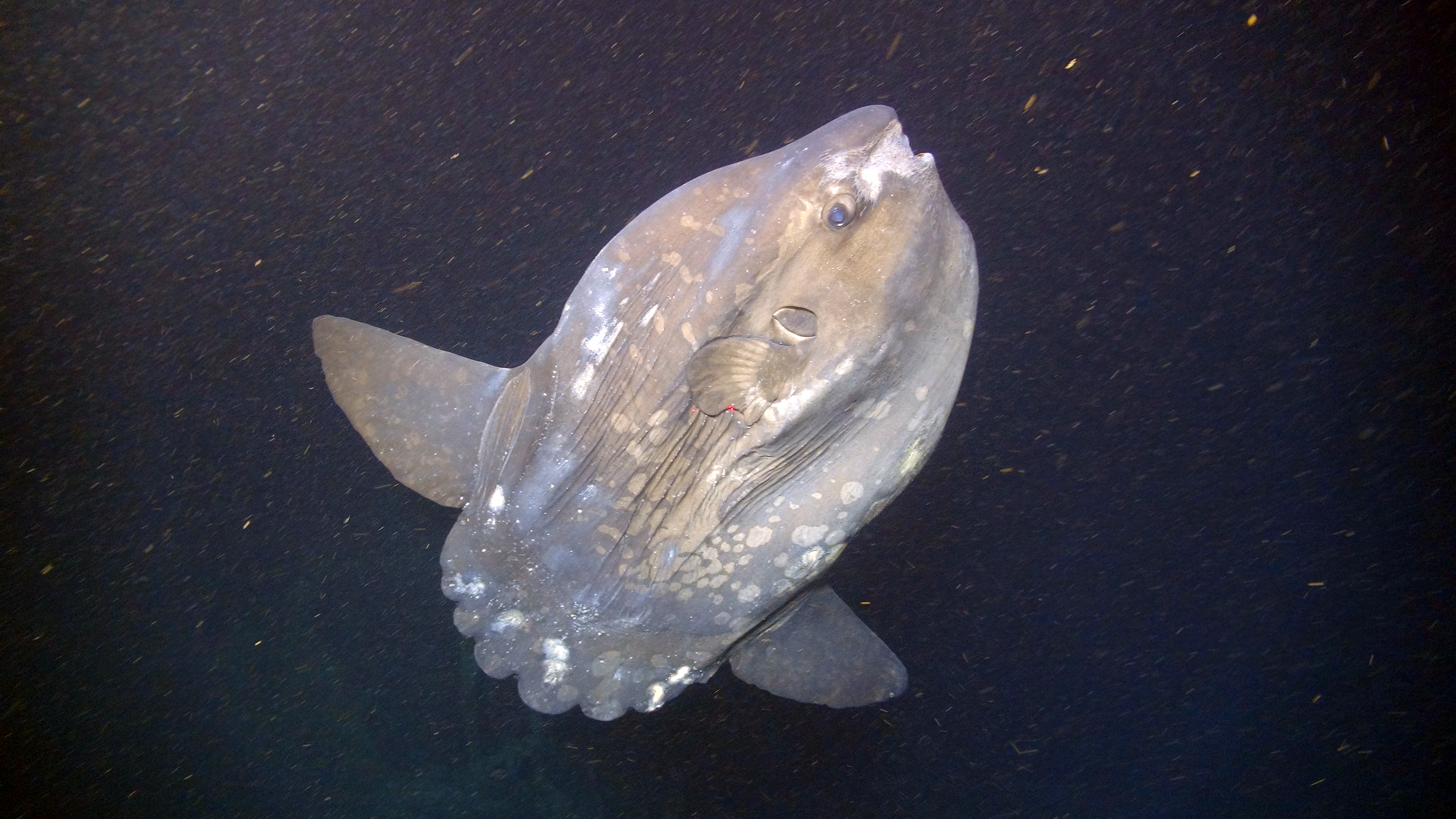  Ocean sunfish or common mola (Mola mola) in Hudson Canyon off the coast of New York and New Jersey.
