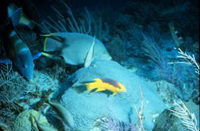 Yellow and blue fish swimming through coral reef