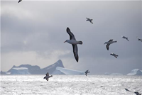 Black-browed albatross flying over ocean