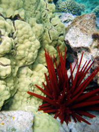 A slate pencil urchin next to coral