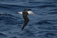 Black-browed albatross flying over ocean