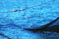 Net in the water during trawling operations