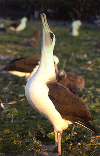Laysan albatross pointing beak to the sky