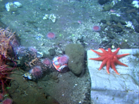 Seastar and echonoderms among ocean garbage