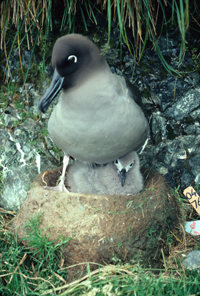 Light mantled sooty albatross and chick