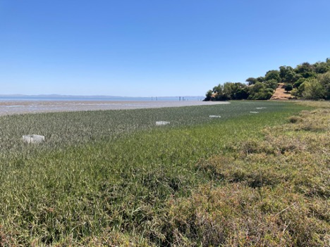  Five white plastics boxes space out in a line along a large section of a marsh. They are located in a zone of low vegetation that is above the mudflats and below a zone of taller vegetation.