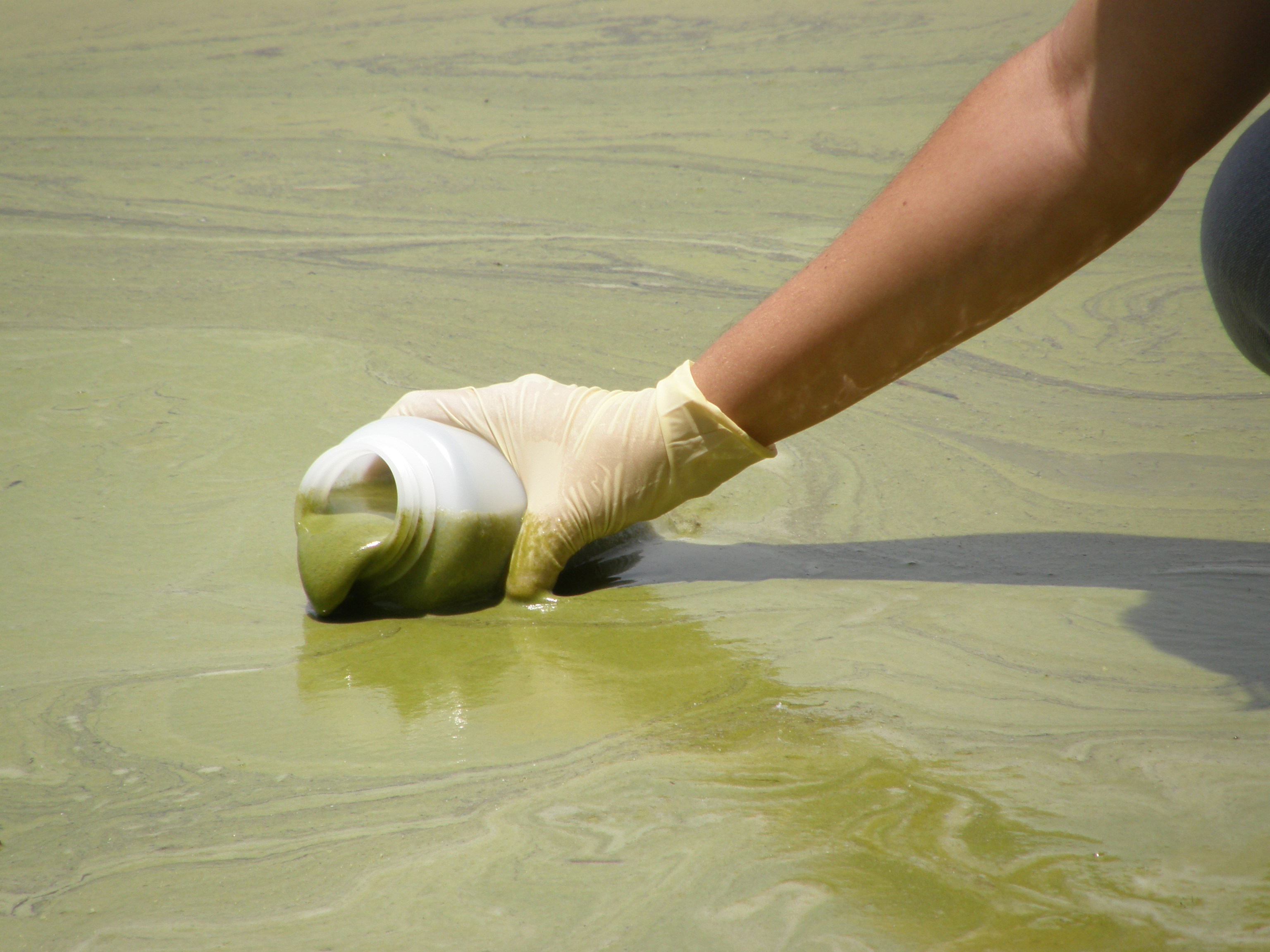 Harmful algal blooms are an accumulation of tiny organisms known as algae and can release harmful toxins into the environment. Pictured here is a bloom on the shore of Lake Dora, Florida.
