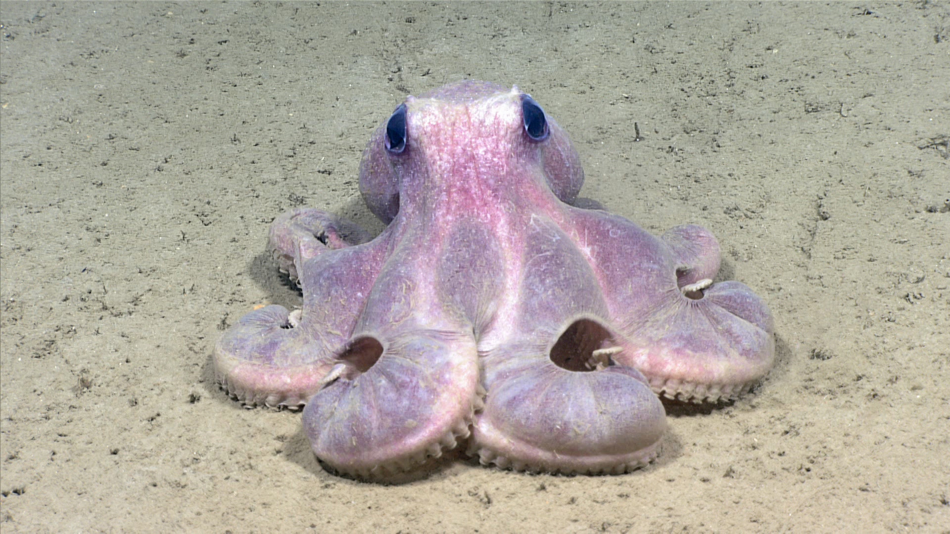 A deepwater octopus, Gradeledone verrucosa, is one of many species found within the proposed Hudson Canyon sanctuary area.