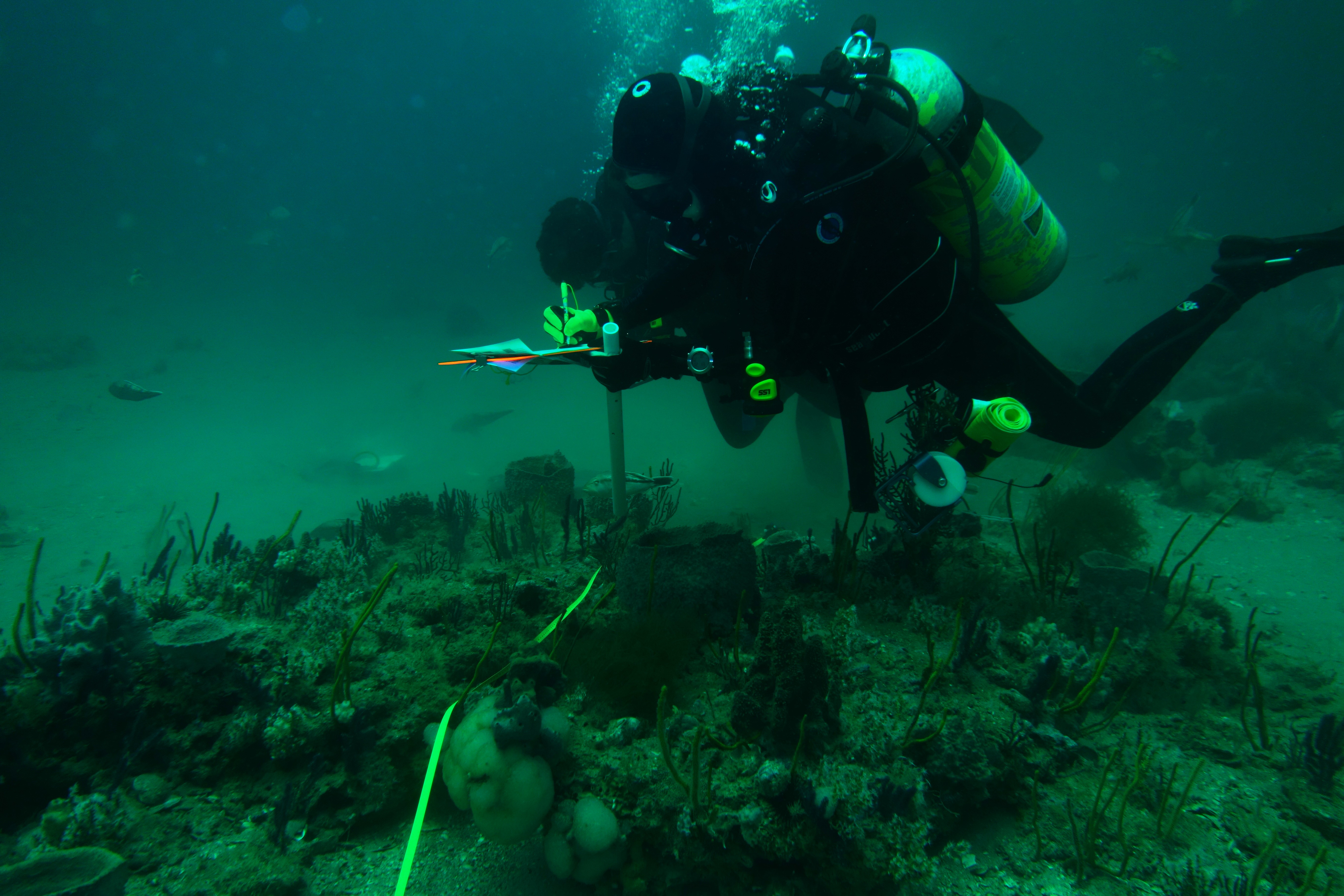 Scuba diver conducts a survey of marine habitat