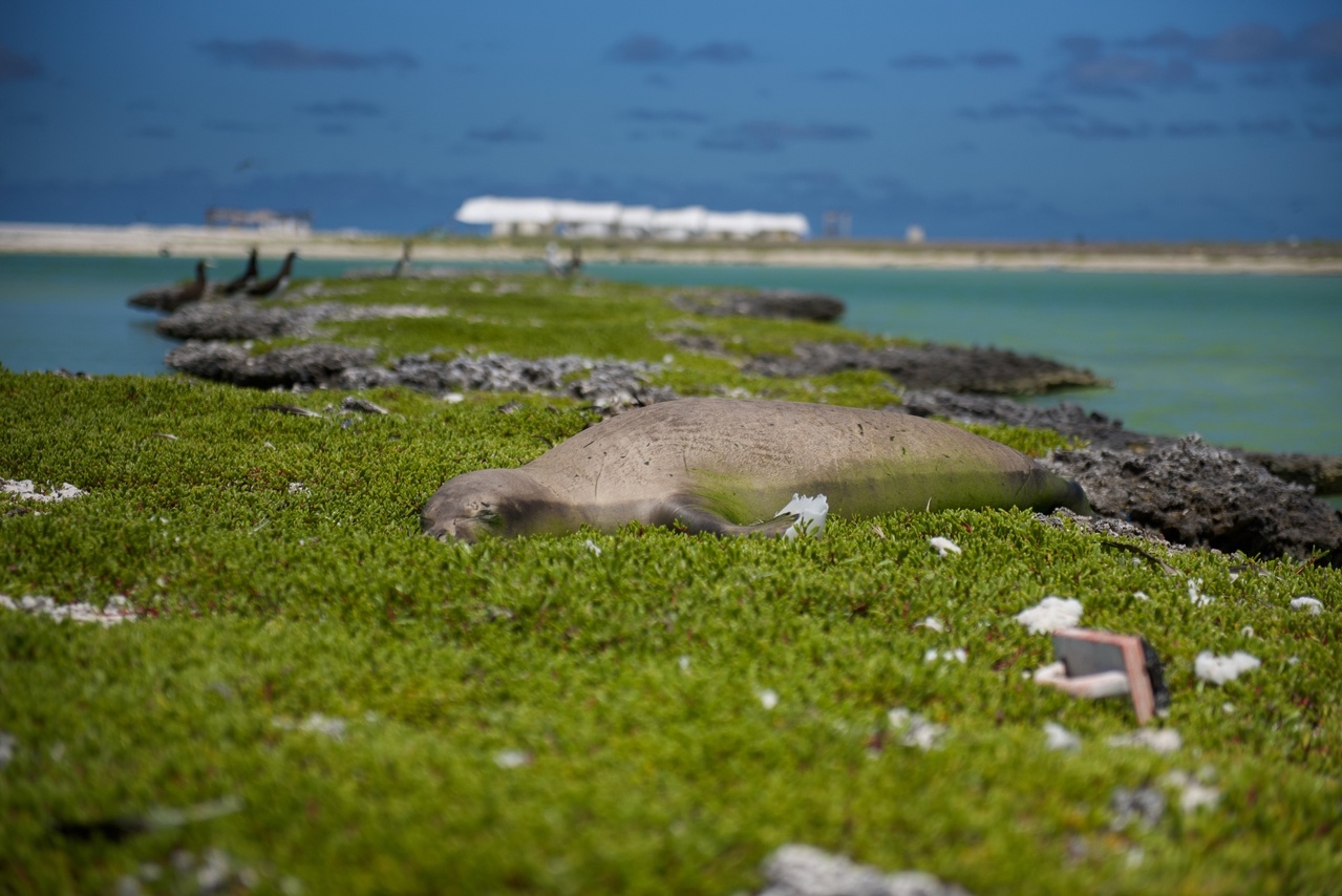 A Hawaiian monk seal taking a nap near the lagoon on Southeast Island in Hawaii.