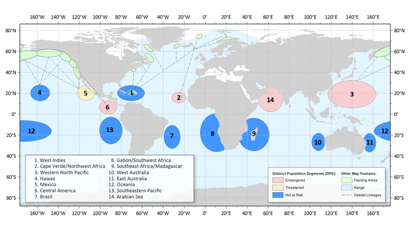 2016 Humpback distinct population segments