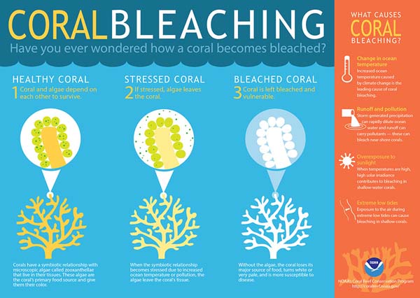 Coral bleaching infographic