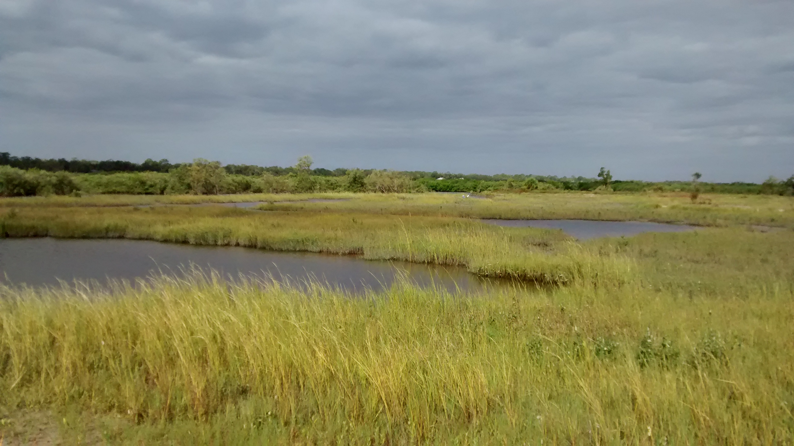Despite taking a direct hit from Hurricane Matthew in October 2016, this demonstration living shoreline of plants and low wooden terraces in New Smyrna, Florida sustained no visible damage. 