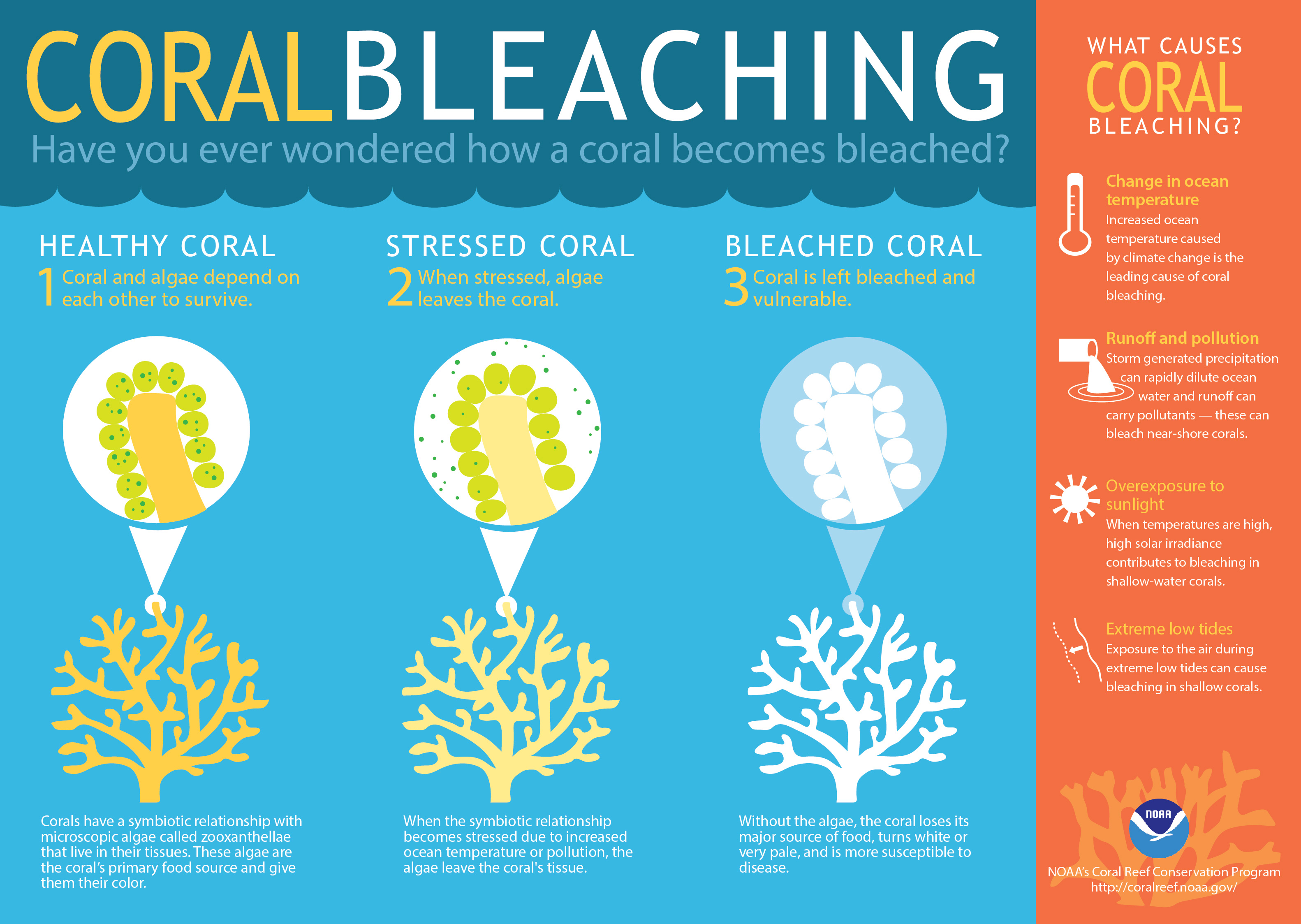 NOAA coral bleaching infographic.