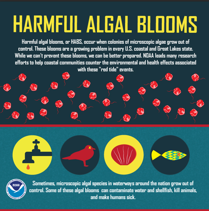 Harmful algal blooms, or HABs, are a growing problem in every U.S. coastal and Great Lakes state. While we can't prevent these blooms, we can be better prepared. NOAA leads many research efforts to help coastal communities counter the environmental and health effects associated with these events.